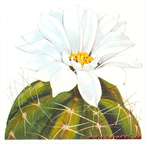 Edderkoppe­spind - Gymnocalycium