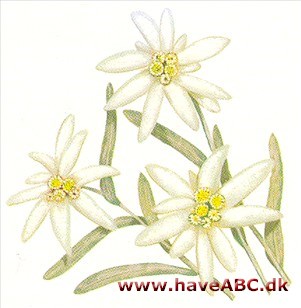 Edelweiss - Leontopodium alpinum Edelweiss - Leontopodium alpinum
