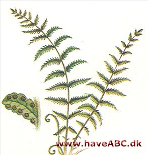 Egebregne - Thelypteris Egebregne - Thelypteris