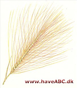Egernhale - Hordeum jubatum Egernhale - Hordeum jubatum