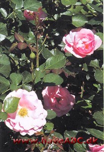 De pink blomster med en anelse duft er halvfyldte, skål­formede og samlet i store stande. Blomsterne udvikles i juni og fremefter. Se mere her ... 