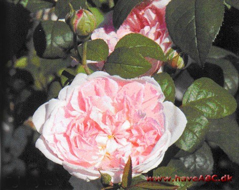 De sart pink blomster er fyldte, 3-3,5 cm store, skålfor­mede og samlet i små stande. De dufter stærkt og udvikles i ...Se mere her ...