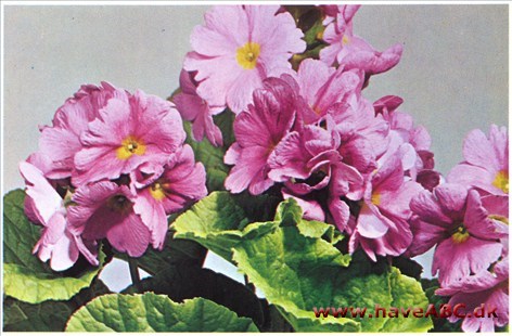 Eksemprimula, vinduesprimula - Primula obconica † Eksemprimula, vinduesprimula - Primula obconica †