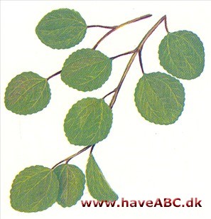 Eksplosions­plante - Pilea nummulariifolia