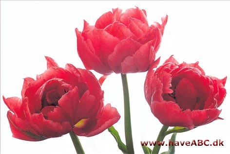 Electra - Tulipan, Tulipa Electra - Tulipan, Tulipa