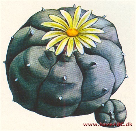 Elefantfod - Lophophora Elefantfod - Lophophora
