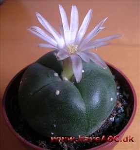 Elefantfod - Lophophora.