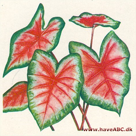 Elefantøre - Caladium Elefantøre - Caladium