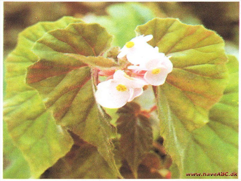 Elefantøre-Begonie - Begonia haageana syn. scharffiana