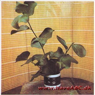 Elefantøre, Sødrue - Coccoloba uvifera Elefantøre, Sødrue - Coccoloba uvifera