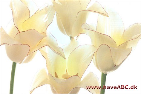 Elegans Alba - Tulipan, Tulipa Elegans Alba - Tulipan, Tulipa