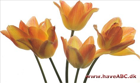 Elegant Lady - Tulipan, Tulipa Elegant Lady - Tulipan, Tulipa