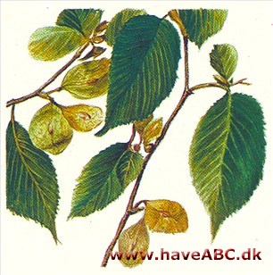 Elm - Ulmus Elm - Ulmus