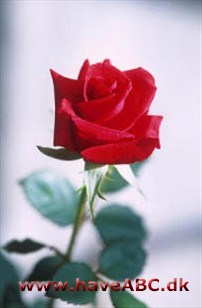 En rose En rose