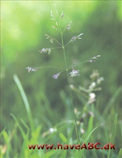 Enarig rapgræs - Poa annua Kommer fra tempererede områder med, hvad der måske er verdens mest udbredte ukrudt. Enårig rapgræs er den perfekte plante, hvis ...
