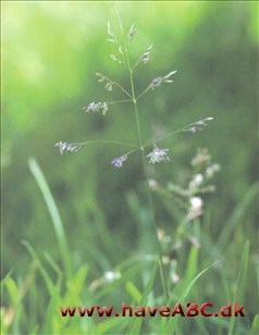 Kommer fra tempererede områder med, hvad der måske er verdens mest udbredte ukrudt. Enårig rapgræs er den perfekte plante, hvis ...