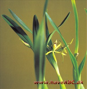 Encyclia calamariana