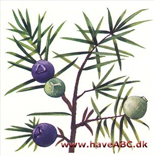 Ene - Juniperus Ene - Juniperus