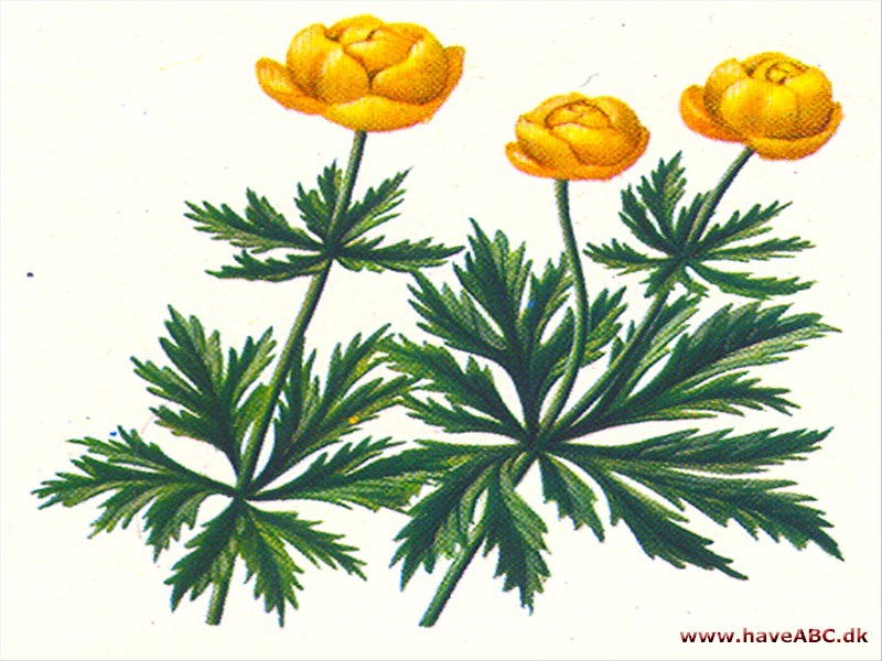 Engblomme - Trollius cultorum