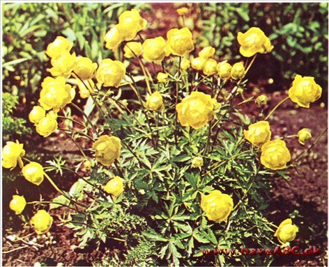 Engblomme - Trollius europaeus †