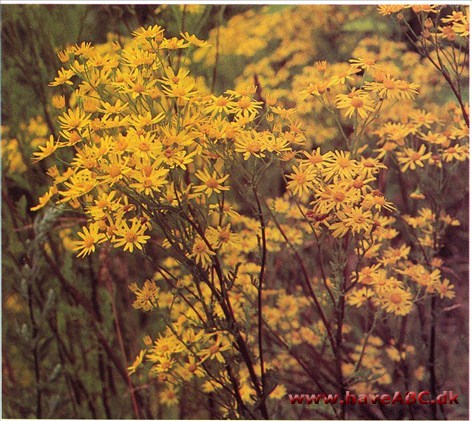 Engbrandbæger - Senecio jacobaea †