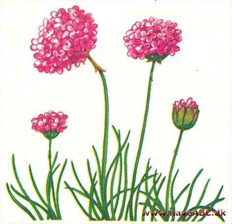 Engelskgræs - Armeria maritima