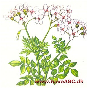 Engkarse - Cardamine pratensis