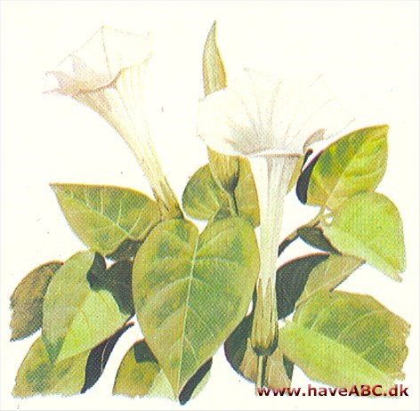 Englebasun - Datura candida Englebasun - Datura candida