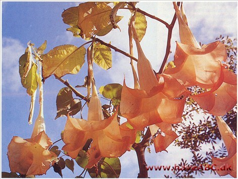 Englebasun, engletrompet - Datura † Englebasun, engletrompet - Datura †