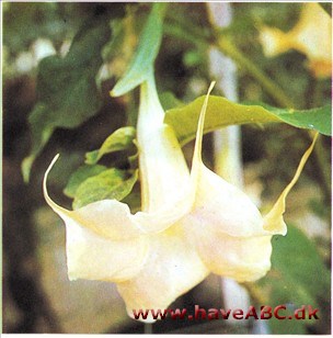 Engletrompet - Brugmansia