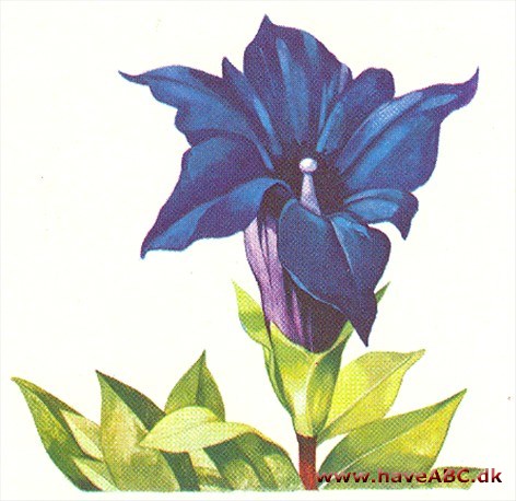 Ensian - Gentiana Ensian - Gentiana