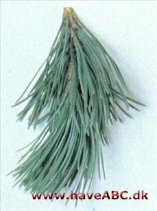 Enstammet bjergfyr - Pinus mugo var. rostrata