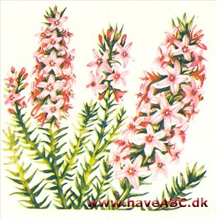 Epacris - Epacris Epacris - Epacris