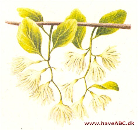 Epaulettræ - Pterostyrax hispida