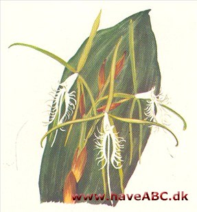 Epidendrum - Epidendrum