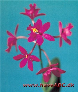 Epidendrum radicans-hybrid