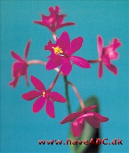 Epidendrum radicans-hybrid Epidendrum radicans-hybrid