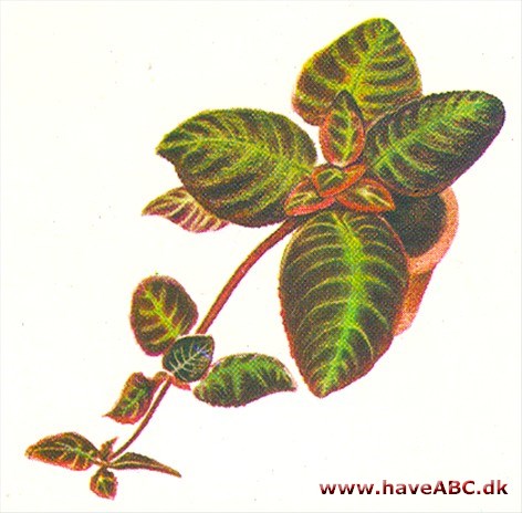 Episcia - Episcia