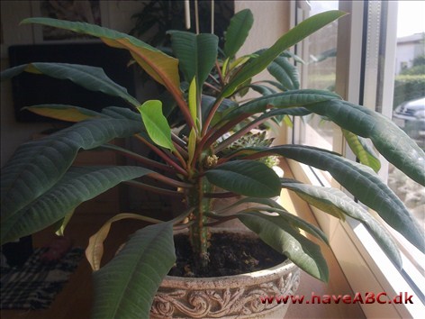 Er der nogen der kender denne plante? Er der nogen der kender denne plante?