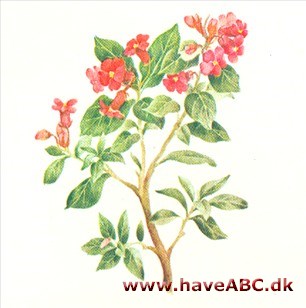 Escallonia - Escallonia Escallonia - Escallonia
