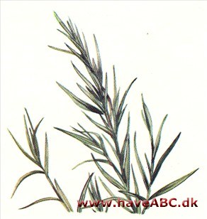 Esdragon - Artemisia dracunculus