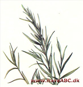 Esdragon - Artemisia dracunculus Esdragon - Artemisia dracunculus