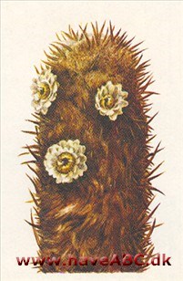 Espostoa - Espostoa Espostoa - Espostoa