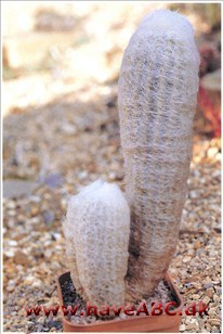 Espostoa Espostoa
