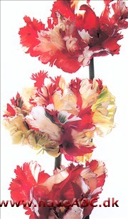 Estella Rijnveld - Tulipan, Tulipa
