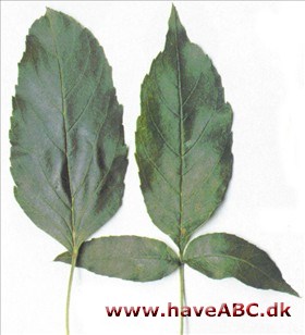 Etbladet ask - Fraxinus excelsior 'Diversifolia'