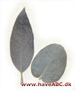 Eucalyptus gunnii