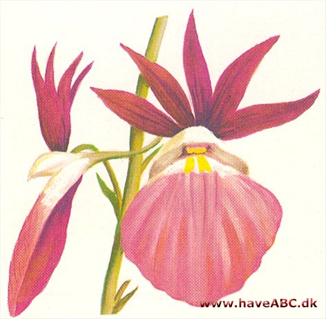 Eulophia - Eulophia guineensis Eulophia - Eulophia guineensis