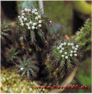 Euphorbia horrida