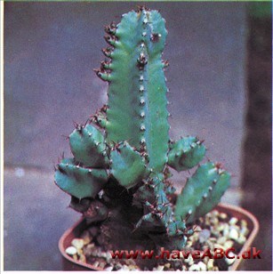 Euphorbia resinifera Euphorbia resinifera